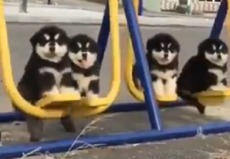 【動画】ブランコに乗るアラスカンマラミュートの子犬軍団！動きも全部カワイイｗ