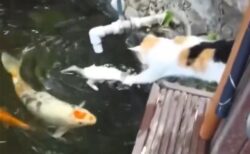 【！】子猫が池に落ちた瞬間、駆けつけて助ける母猫、すごい速さ！
