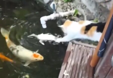 【！】子猫が池に落ちた瞬間、駆けつけて助ける母猫、すごい速さ！