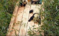 【動画】アスレチックで遊ぶ子パンダたち、とにかく可愛いｗｗｗｗ