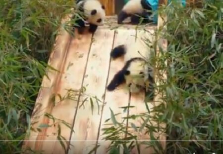 【動画】アスレチックで遊ぶ子パンダたち、とにかく可愛いｗｗｗｗ
