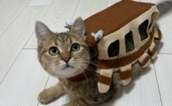 【！】ねこバスになっちゃった猫！可愛いすぎるｗｗｗｗ