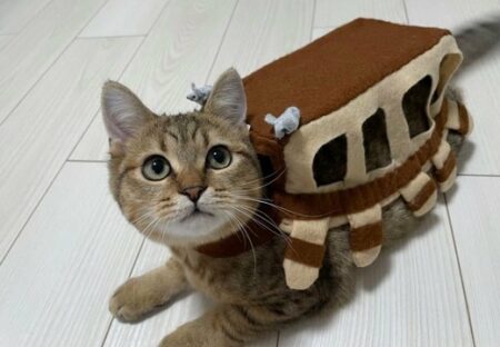 【！】ねこバスになっちゃった猫！可愛いすぎるｗｗｗｗ