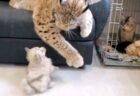 【ｗ】一仕事やり遂げた感あふれる猫さんが話題に