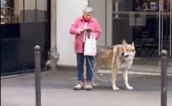 【！】最強の番犬を連れてるおばあちゃんが目撃される