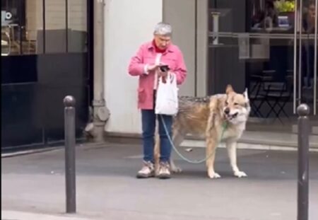 【！】最強の番犬を連れてるおばあちゃんが目撃される