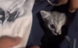 【動画】ポッケの中から出てくる美人子猫が話題に
