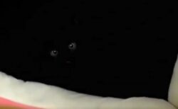 【きょろっ】真っ暗な中からこっちを見つめる黒猫が話題「ガン見されてるｗ」