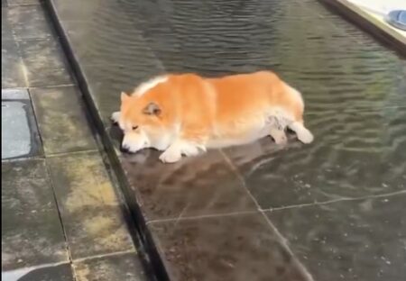 【！】冷たい水を堪能する犬、気持ちよさそう！