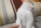 【ｗ】イタズラしてる猫達、見られてる事に気づいたら・・・