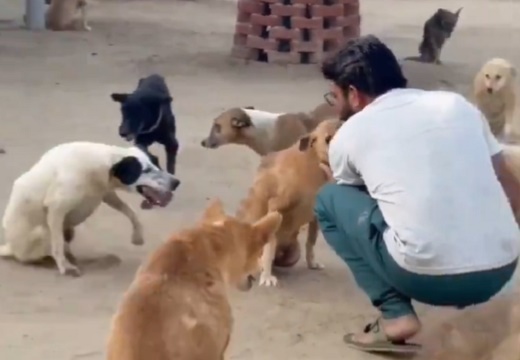 【泣】障害がある犬達、シェルター設立者がやってくると大喜びで集まってくる