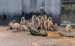 【動画】「きたー！」食事もった飼育員さんの気配に気づいたアライグマ集団が可愛いｗ