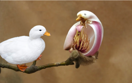 【摩訶不思議】鳥にそっくりの花を咲かすモクレンが話題に