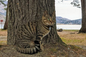 【ステルス猫クイズ】あなたはネコがどこにいるのかわかりますか？