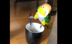 【お利口さん】飲み物をかき混ぜてくれるインコが可愛いすぎると話題に