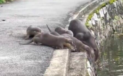 【最後の2匹ｗ】カワウソ親子が泳ぎの練習。なかなかのスパルタっぷりである(･∀･)