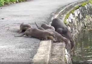 【最後の2匹ｗ】カワウソ親子が泳ぎの練習。なかなかのスパルタっぷりである(･∀･)