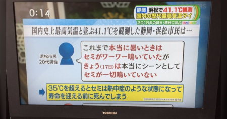 【猛暑】セミの声が少ない理由「35℃超えると熱中症のようになり早く死んでしまう」