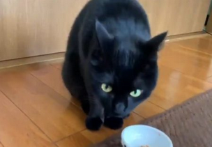 ねこ、納豆の匂いに悶絶！