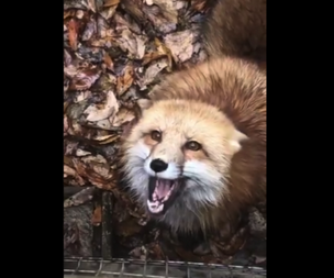 【狐】「餌をくれ」とせがんでくるキツネちゃんが可愛すぎる。こんな顔してるんだね！