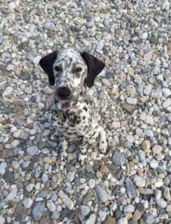 【噂の】ステルス犬をご覧ください