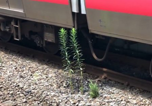 【停車位置の正確さ】線路沿い、電車のクーラーの水がちょうど当たる位置に生えた草。ものすごく成長する