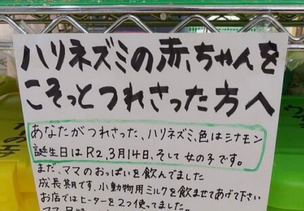 【泣いた】ハリネズミの赤ちゃんを誘拐されたペットショップの貼り紙