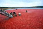 【草超えて森】「クランベリー」の収穫風景、やばすぎいいいいいいいいいいいいいｗｗｗｗｗｗ