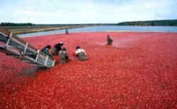 【草超えて森】「クランベリー」の収穫風景、やばすぎいいいいいいいいいいいいいｗｗｗｗｗｗ