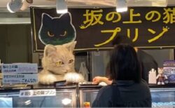 【リアルな猫】きぐるみが接客するプリン屋さんが話題に！動きまでカワイイ