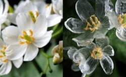 【高山植物】本州から北海道に分布、濡れると透明になる美しい花がこちら