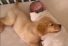 眠ってる赤ちゃんを起こさないようそっと寄り添う子犬、最高に可愛い