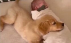 眠ってる赤ちゃんを起こさないようそっと寄り添う子犬、最高に可愛い