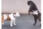 【衝撃】ブルドッグとヤギのケンカ！思ってたのと違った！