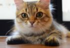 【一点もの】焼き物工房に侵入した猫、奇跡的に可愛い足型を残してしまうｗ