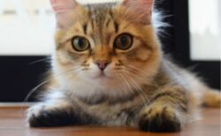 【一点もの】焼き物工房に侵入した猫、奇跡的に可愛い足型を残してしまうｗ