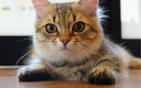【一点もの】焼き物工房に侵入した猫、奇跡的に可愛い足型を残してしまうｗ