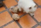 【モフモフ】遊んで欲しくてたまらないポメ子犬２匹と眼中にないサモエド、親子みたい！