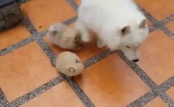【モフモフ】遊んで欲しくてたまらないポメ子犬２匹と眼中にないサモエド、親子みたい！