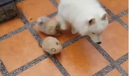 【モフモフ】遊んで欲しくてたまらないポメ子犬２匹と眼中にないサモエド、親子みたい！