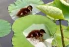【ちっさ！】蓮の葉の上で休憩するカルガモの赤ちゃん達、愛しすぎる