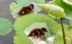 【ちっさ！】蓮の葉の上で休憩するカルガモの赤ちゃん達、愛しすぎる
