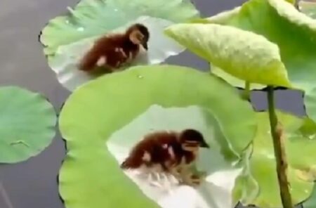 【ちっさ！】蓮の葉の上で休憩するカルガモの赤ちゃん達、愛しすぎる
