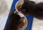 【可愛すぎ】黒猫の赤ちゃん、ご飯が美味すぎて声が漏れてしまう