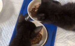 【可愛すぎ】黒猫の赤ちゃん、ご飯が美味すぎて声が漏れてしまう