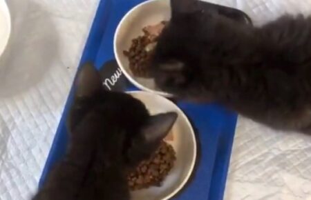 【可愛すぎ】黒猫の赤ちゃん、ご飯が美味すぎて声が漏れてしまう