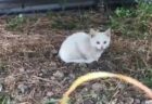 【え！】トラックの下に子猫発見！奥を覗いたら猫の大家族ｗｗｗｗ
