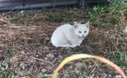 【え！】トラックの下に子猫発見！奥を覗いたら猫の大家族ｗｗｗｗ