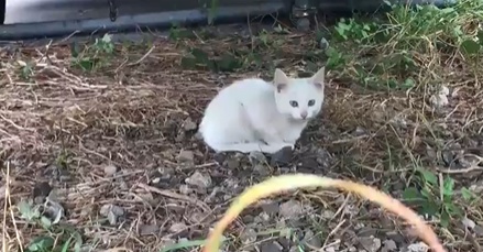 【え！】トラックの下に子猫発見！奥を覗いたら猫の大家族ｗｗｗｗ