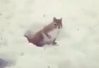 【あれ？】冬眠中に起きてしまったリス・・かわいすぎる！